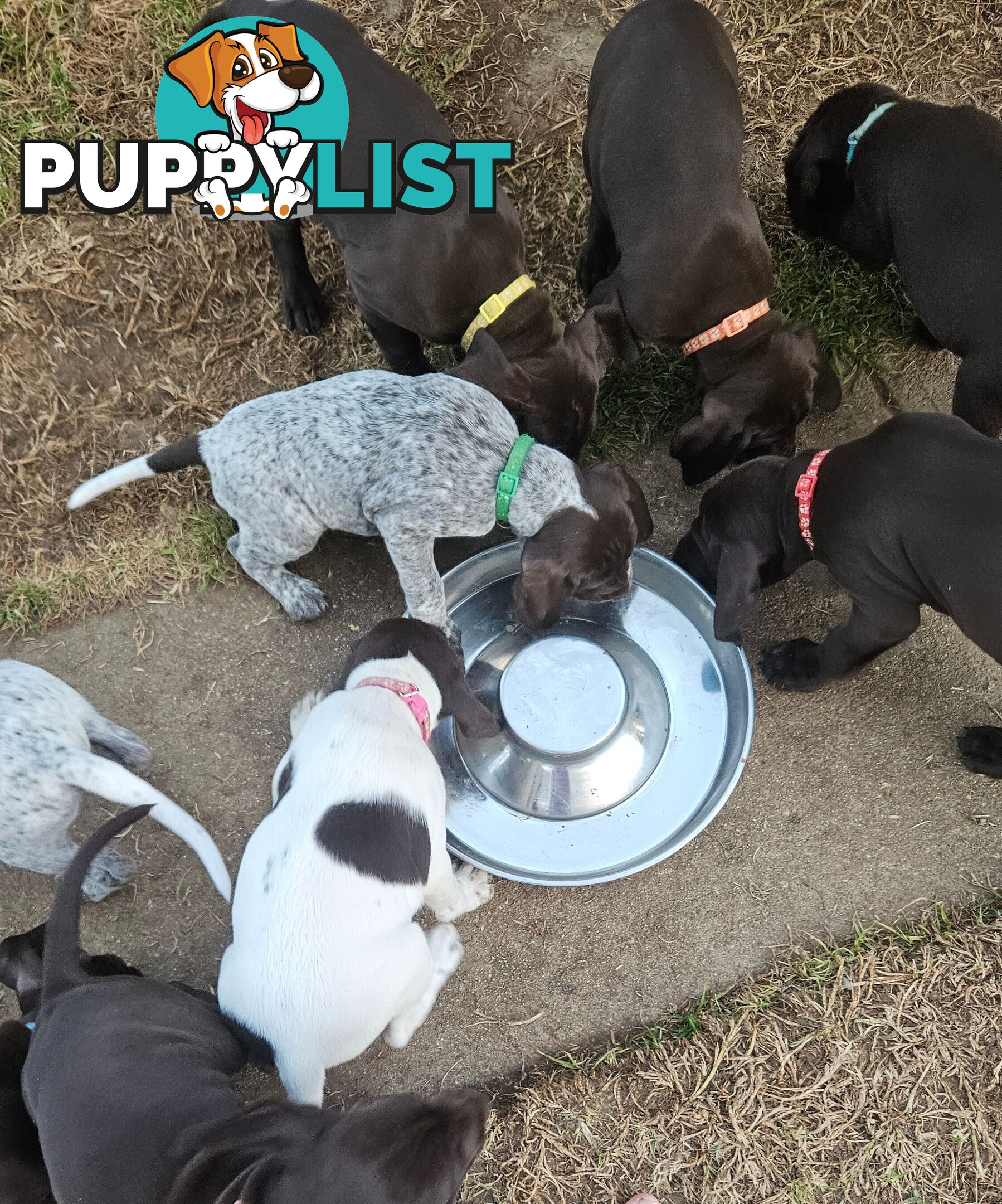 German Shorthaired Pointer Pups