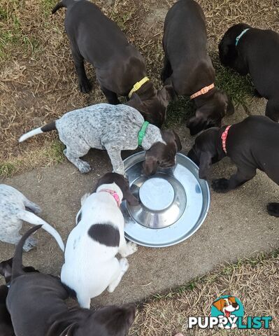 German Shorthaired Pointer Pups