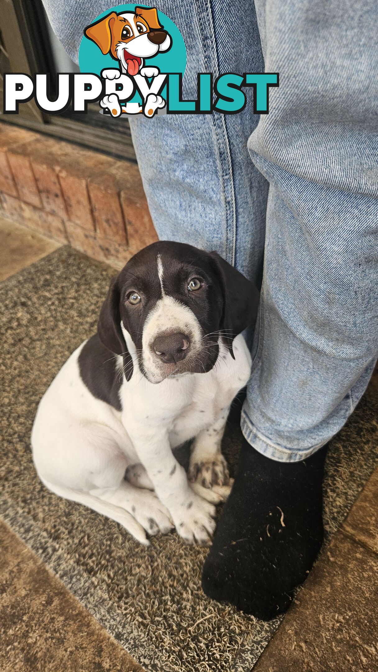 German Shorthaired Pointer Pups