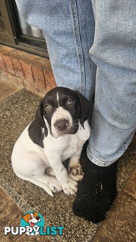 German Shorthaired Pointer Pups