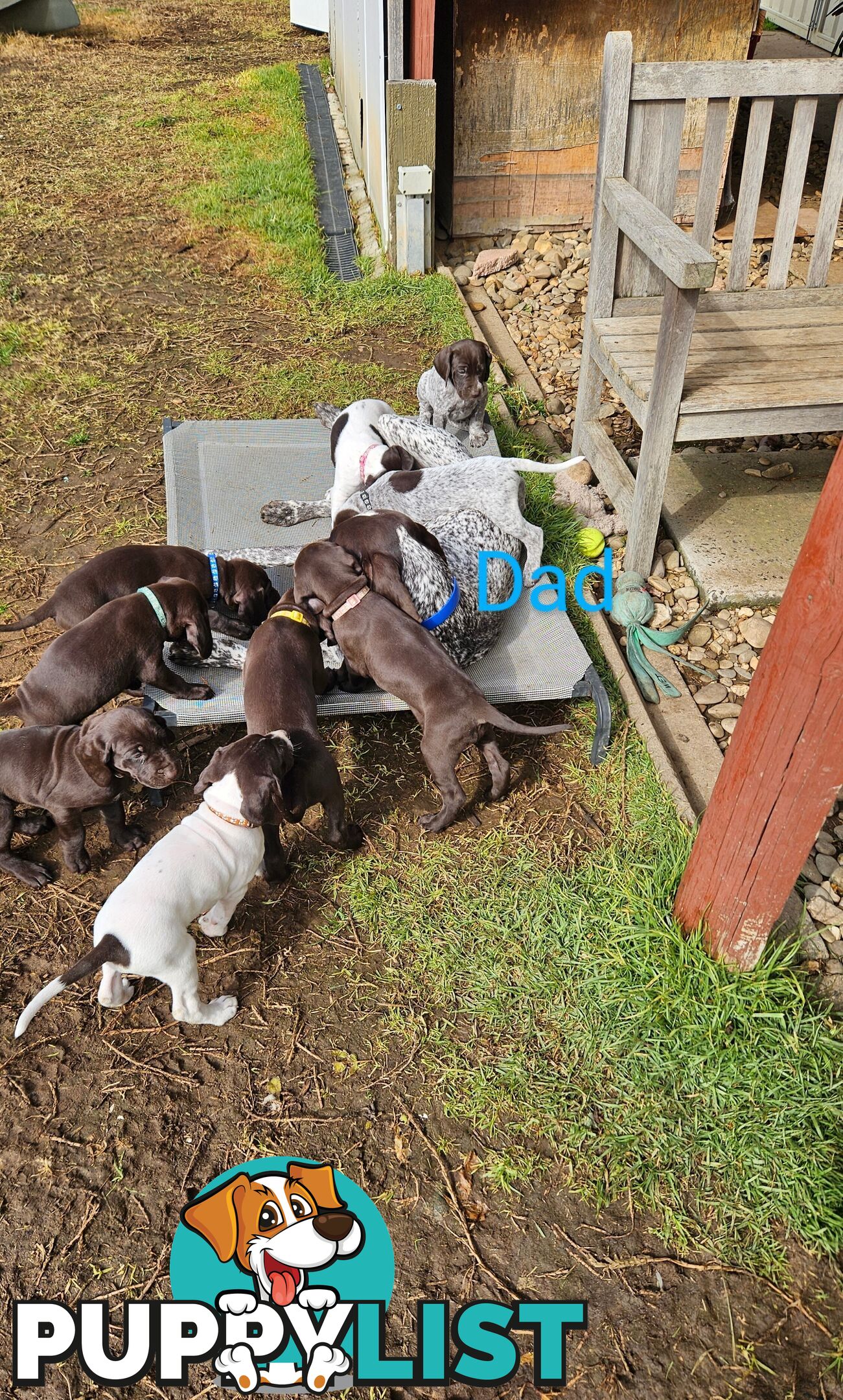 German Shorthaired Pointer Pups