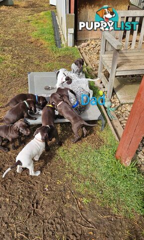 German Shorthaired Pointer Pups