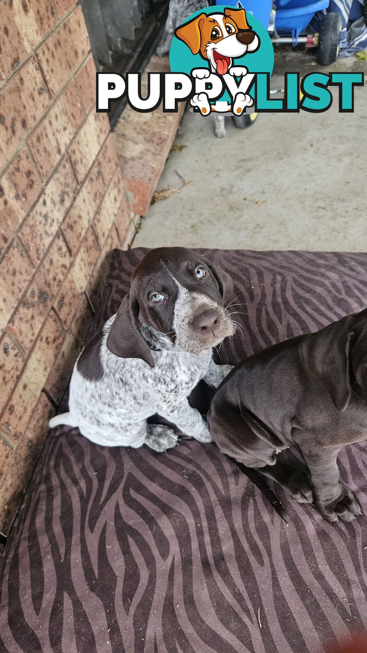 German Shorthaired Pointer Pups