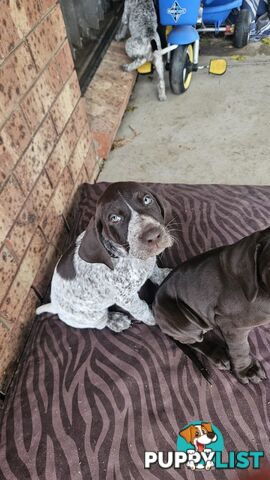 German Shorthaired Pointer Pups