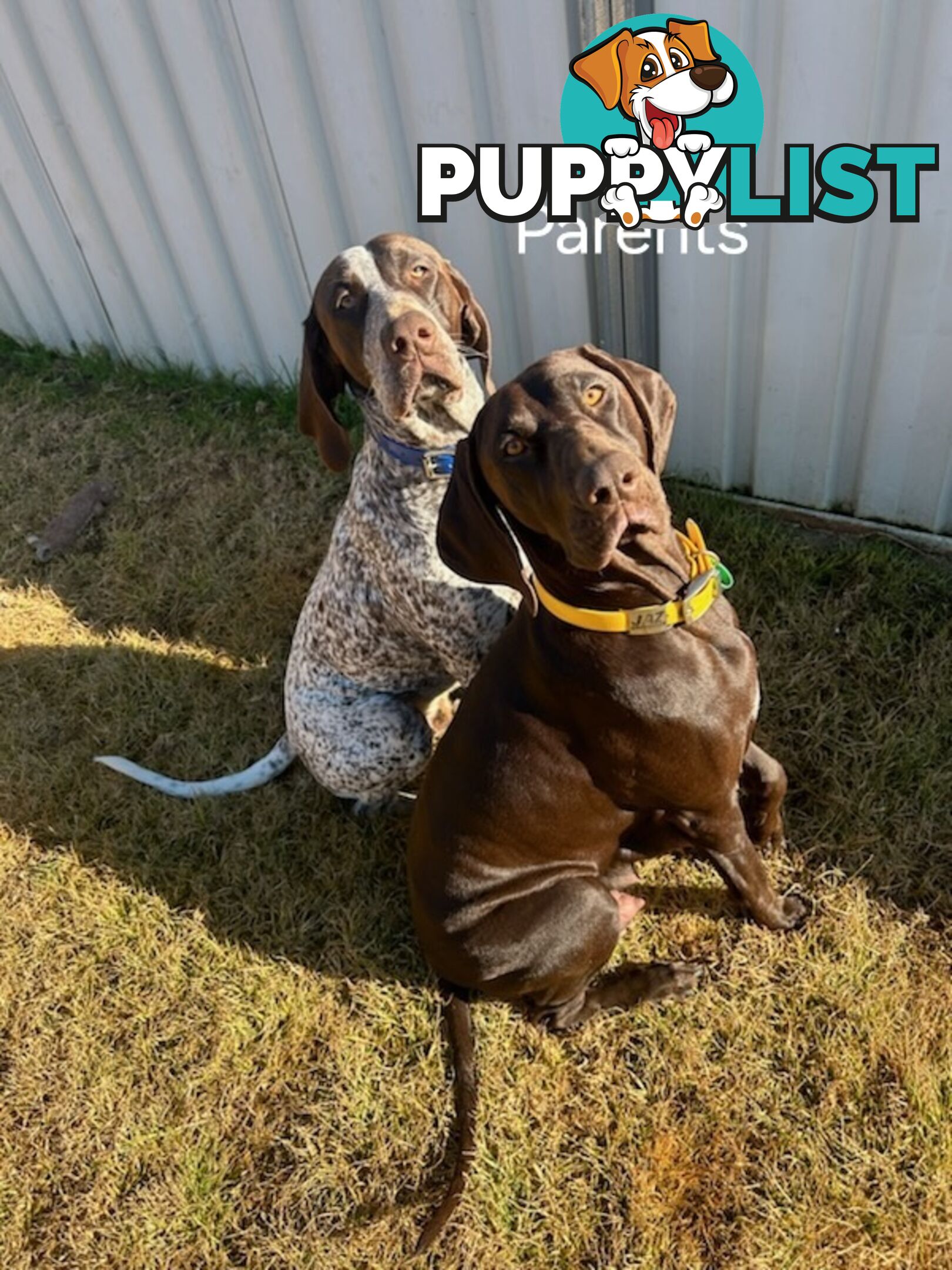 German Shorthaired Pointer Pups