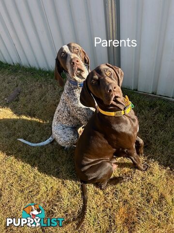 German Shorthaired Pointer Pups