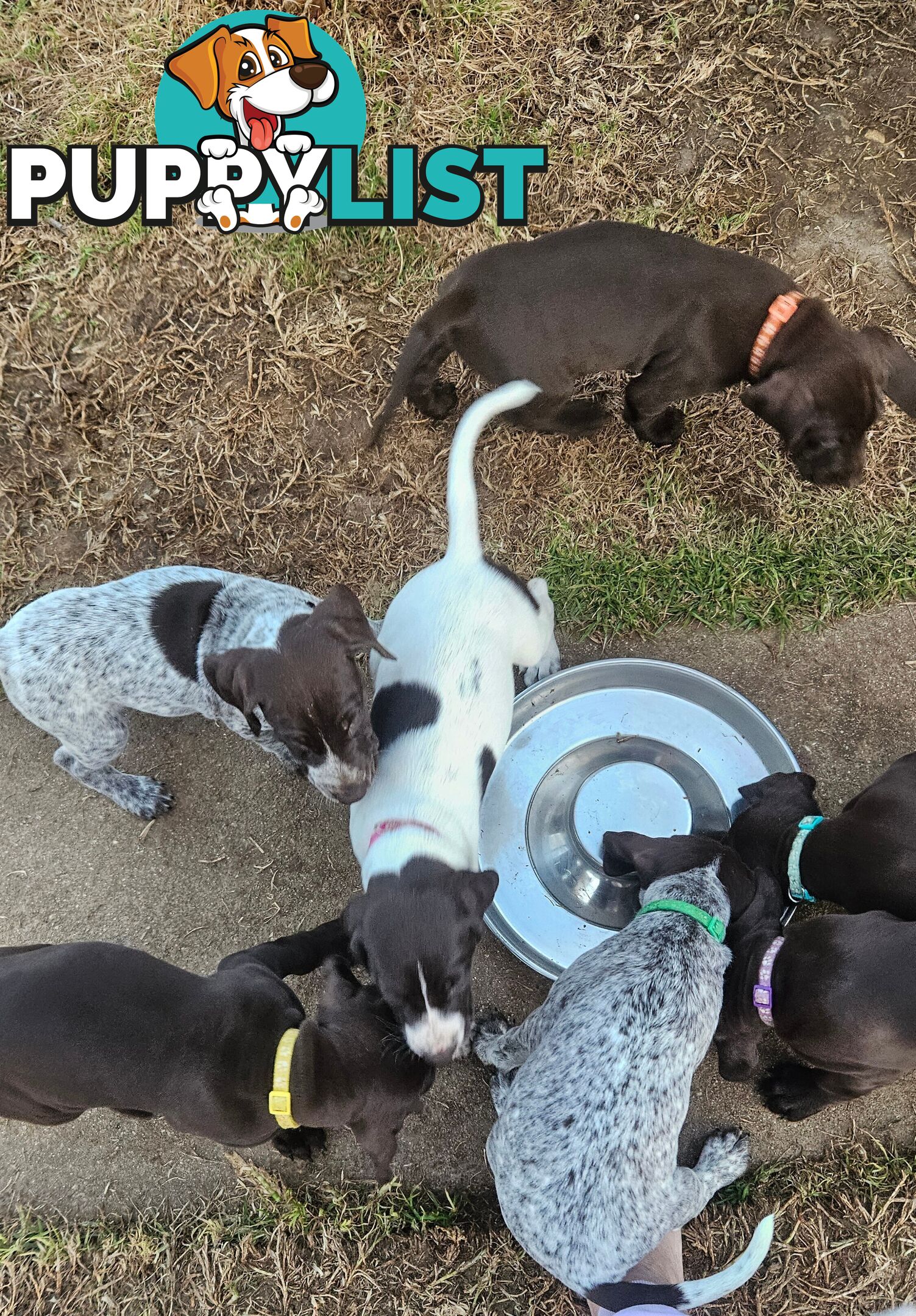 German Shorthaired Pointer Pups