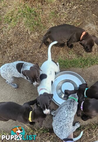 German Shorthaired Pointer Pups