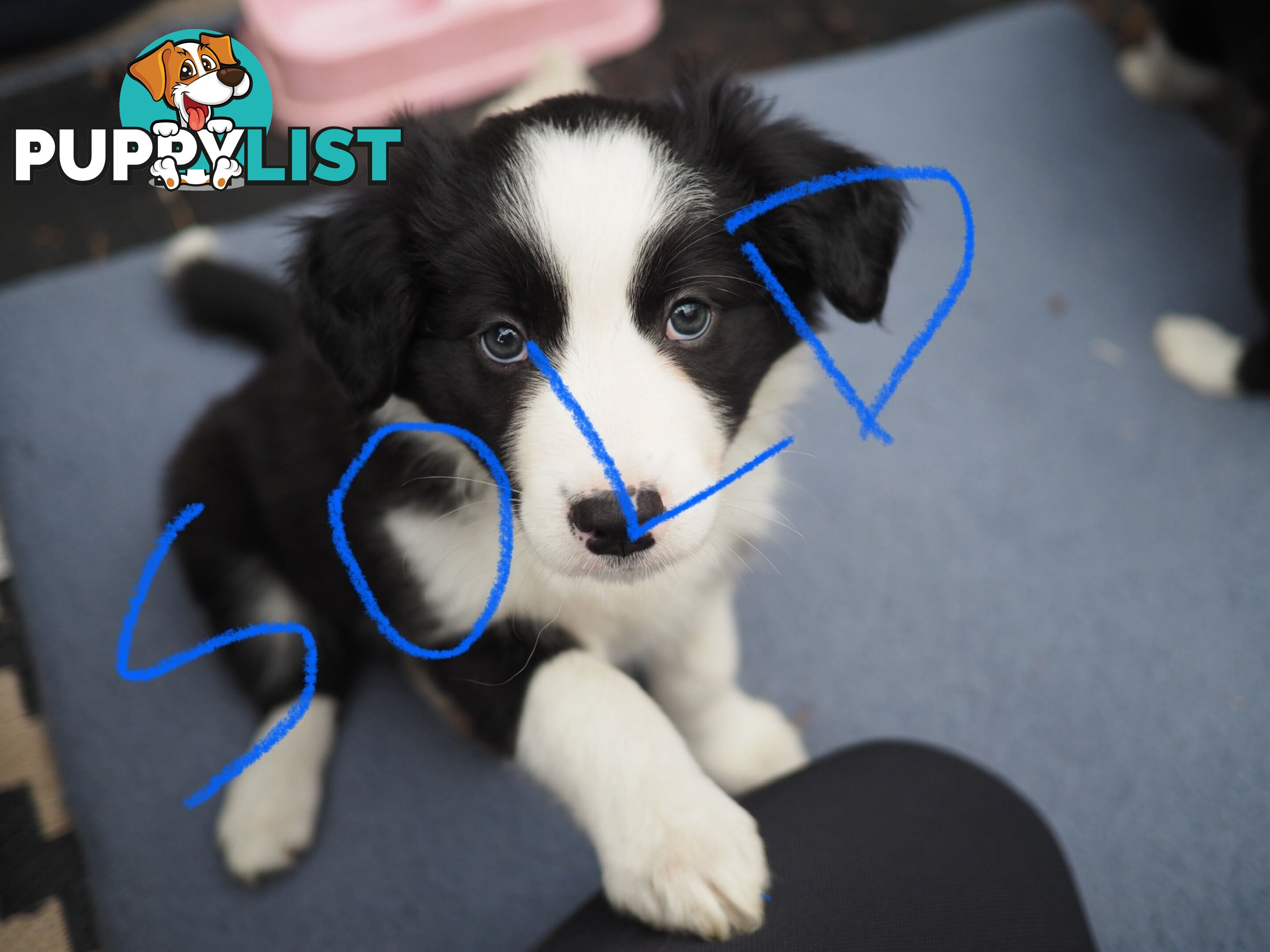 8 week old female Border Collie Puppy