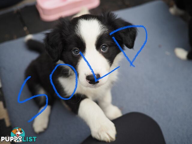 8 week old female Border Collie Puppy