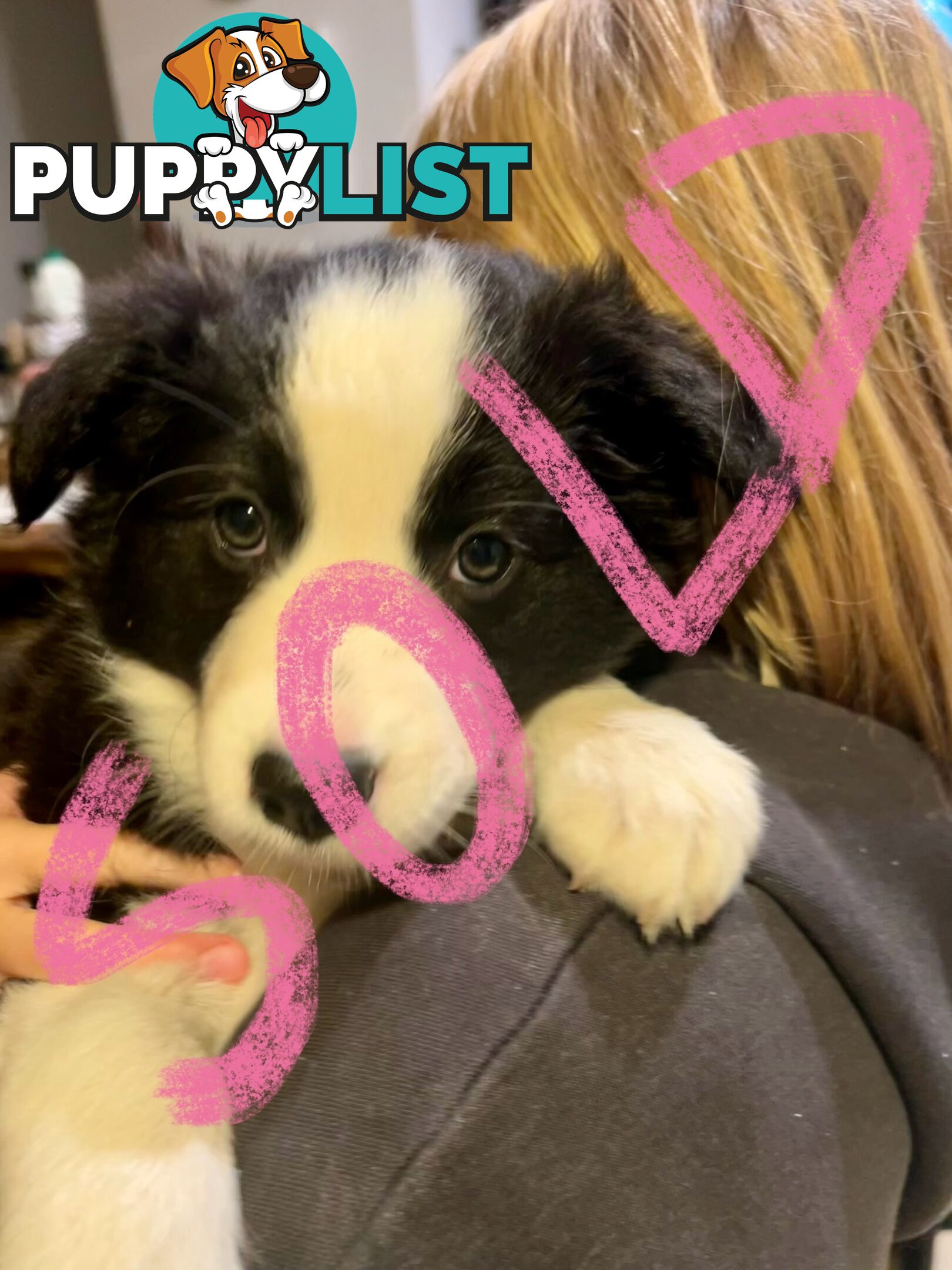 8 week old female Border Collie Puppy
