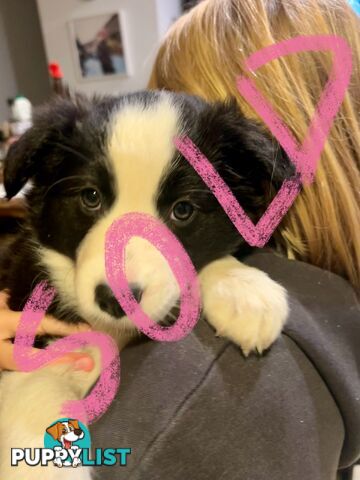 8 week old female Border Collie Puppy
