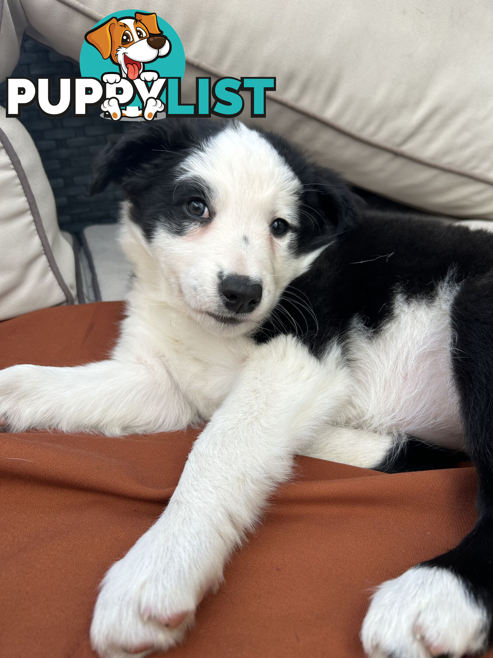 8 week old female Border Collie Puppy