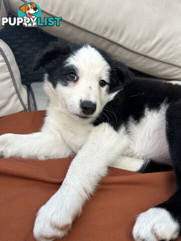 8 week old female Border Collie Puppy