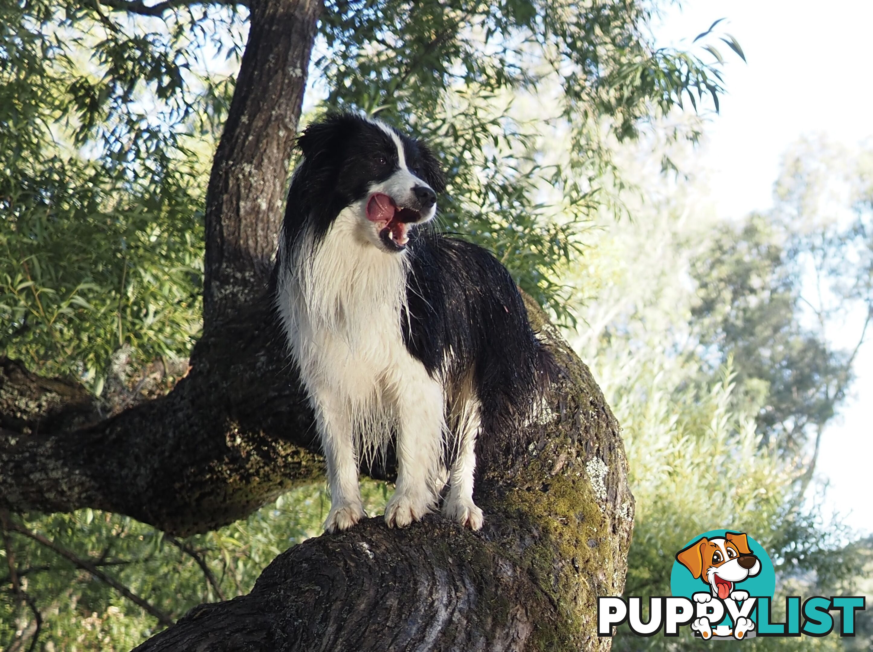 8 week old female Border Collie Puppy