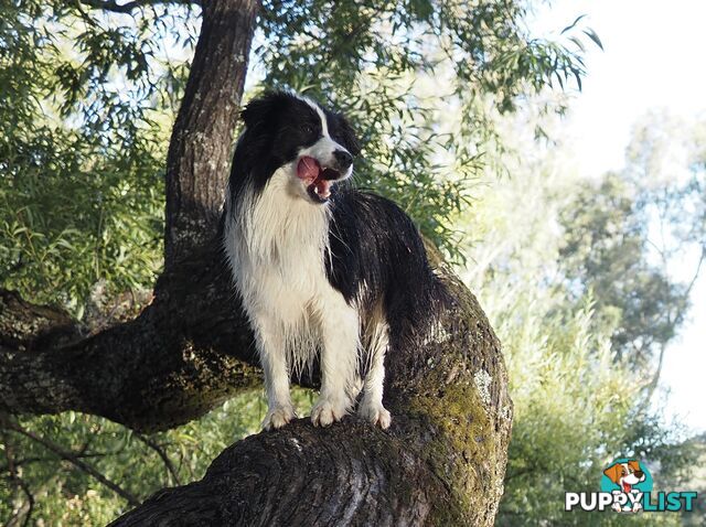 8 week old female Border Collie Puppy