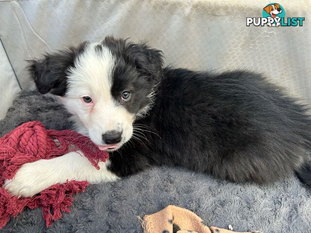 8 week old Border Collie Puppies