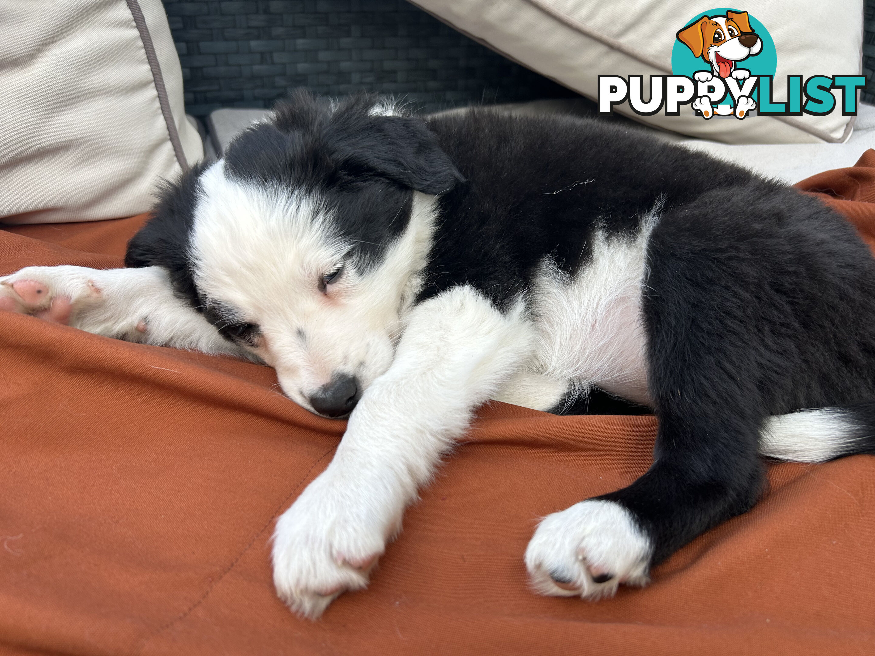8 week old female Border Collie Puppy