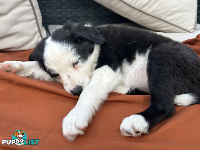 8 week old female Border Collie Puppy