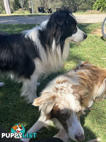 8 week old female Border Collie Puppy