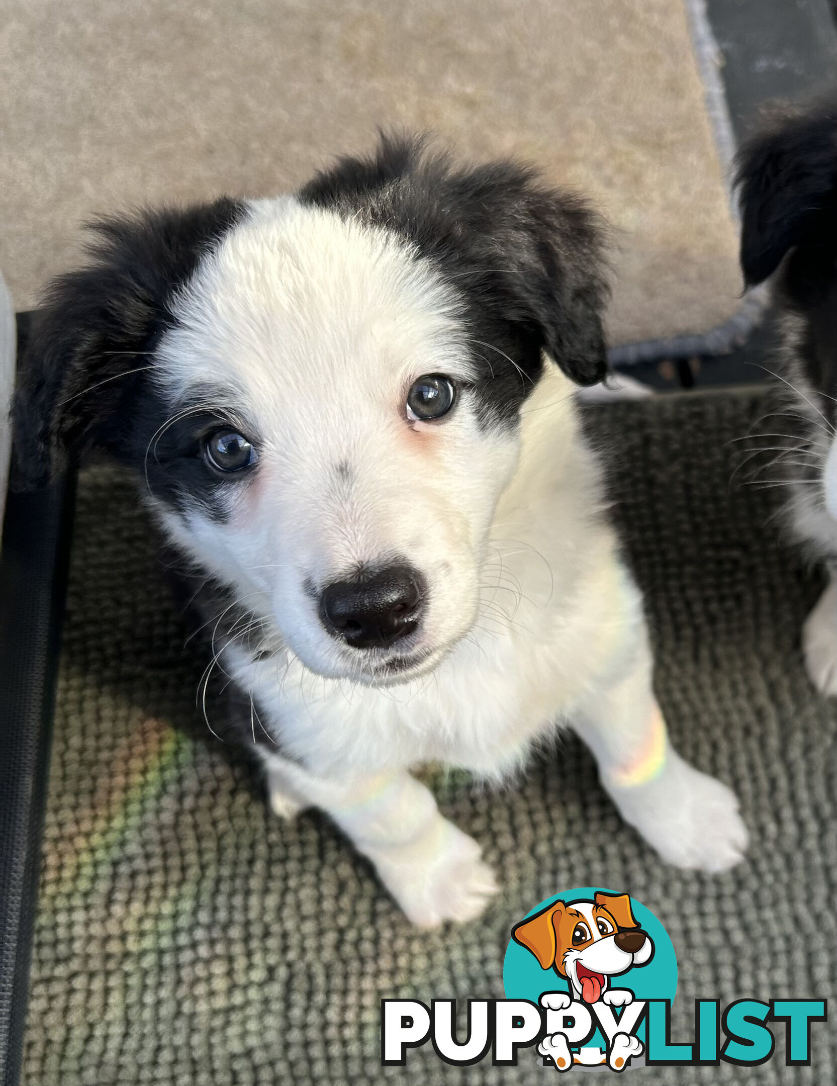 8 week old female Border Collie Puppy