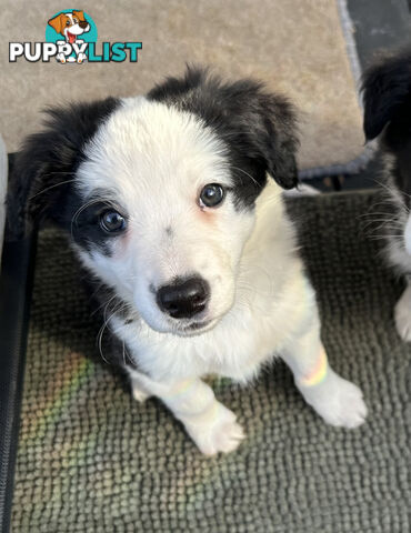 8 week old female Border Collie Puppy
