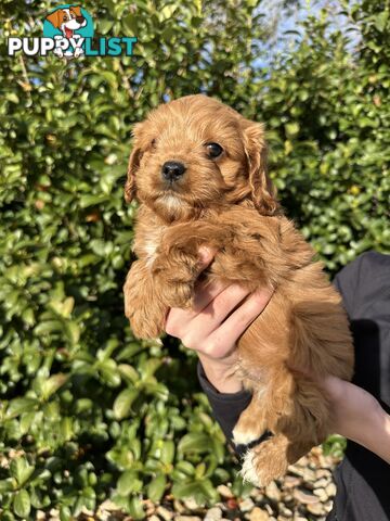 Ruby Cavoodles - Ready to go now
