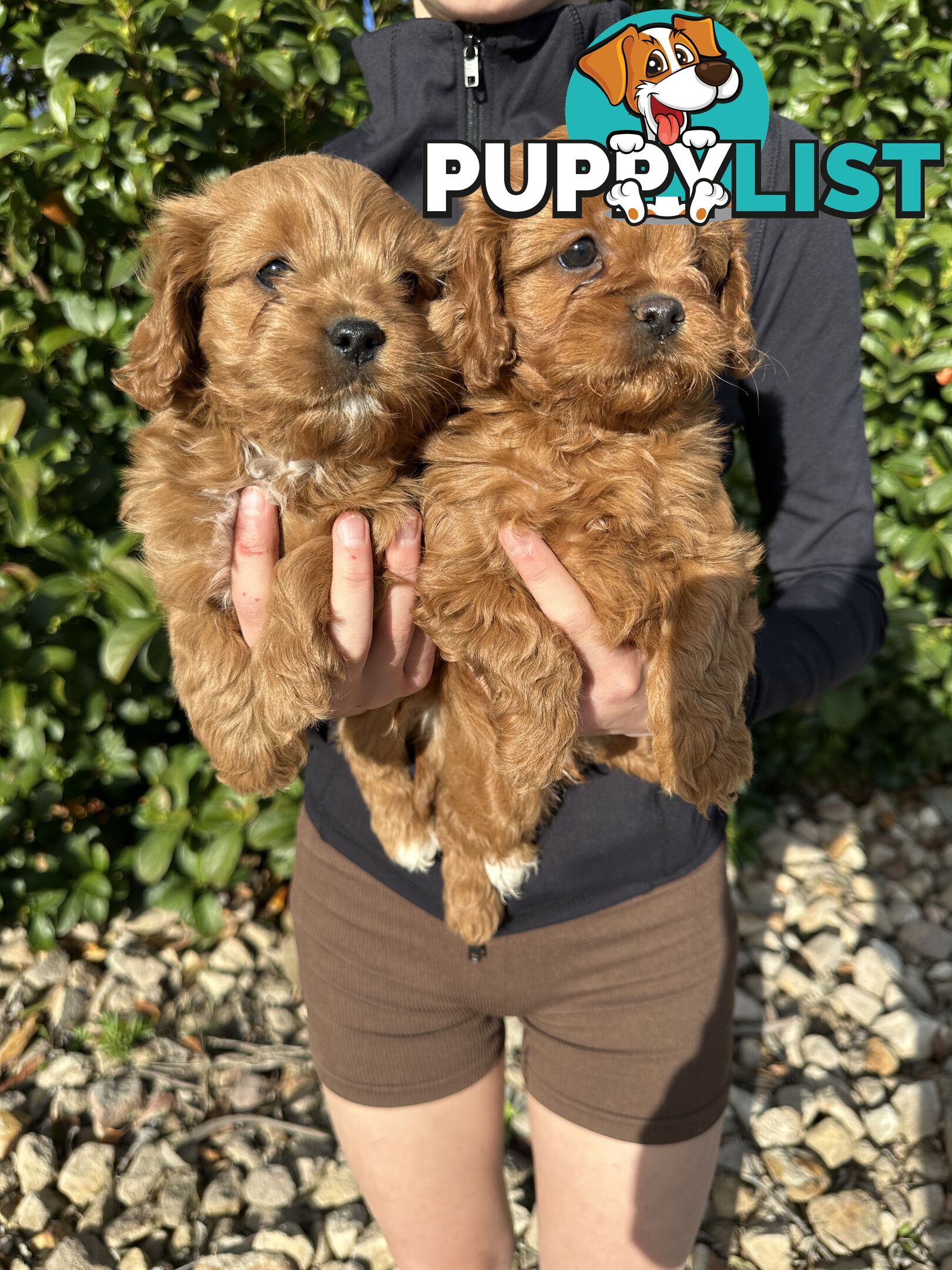Ruby Cavoodles - Ready to go now