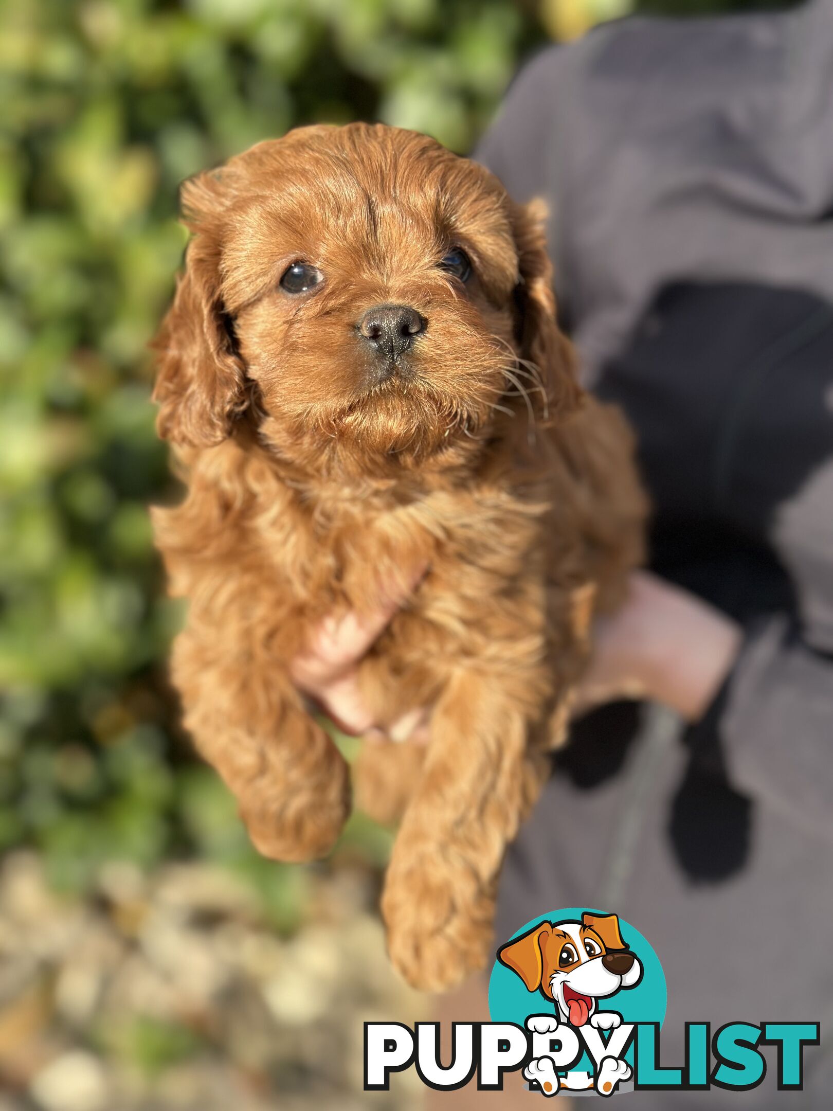 Ruby Cavoodles - Ready to go now