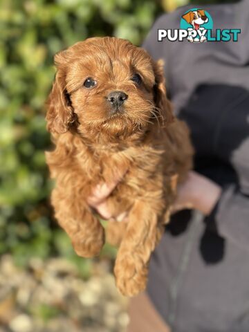 Ruby Cavoodles - Ready to go now