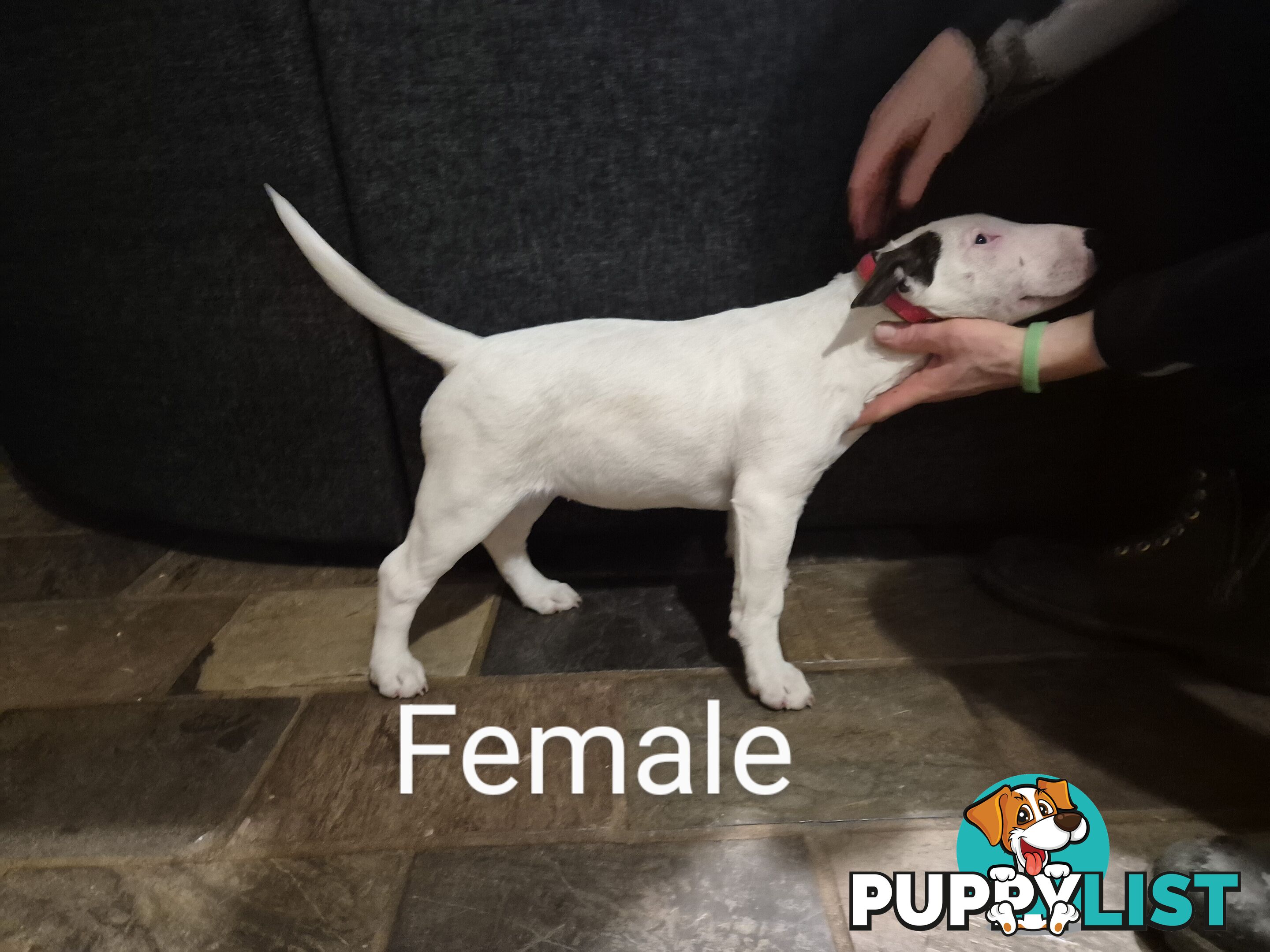 BULL TERRIER PUPS