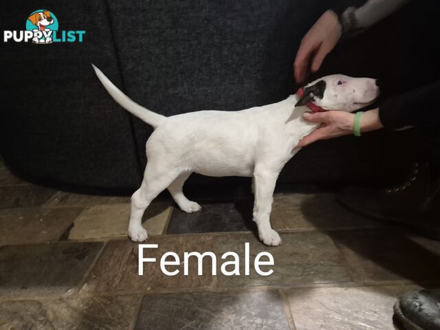 BULL TERRIER PUPS