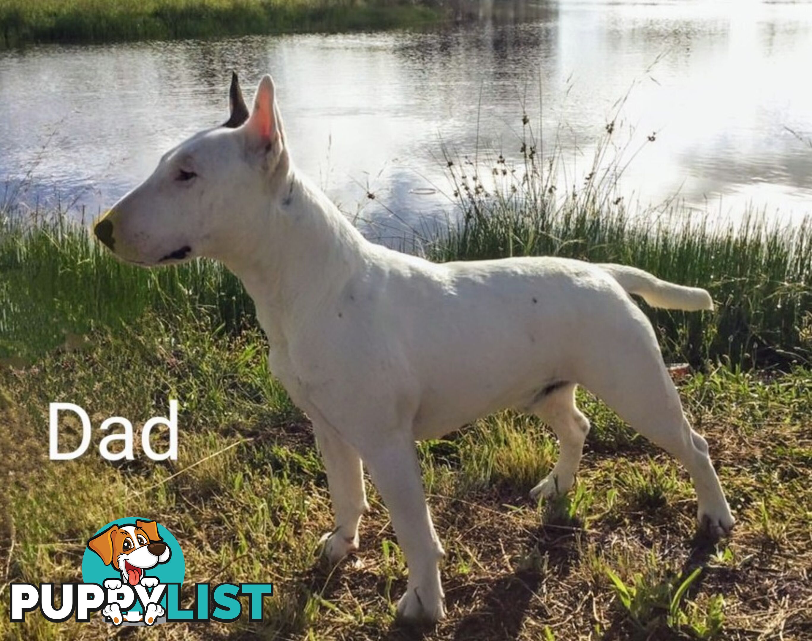 BULL TERRIER PUPS