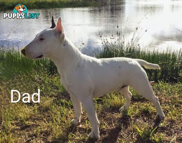 BULL TERRIER PUPS