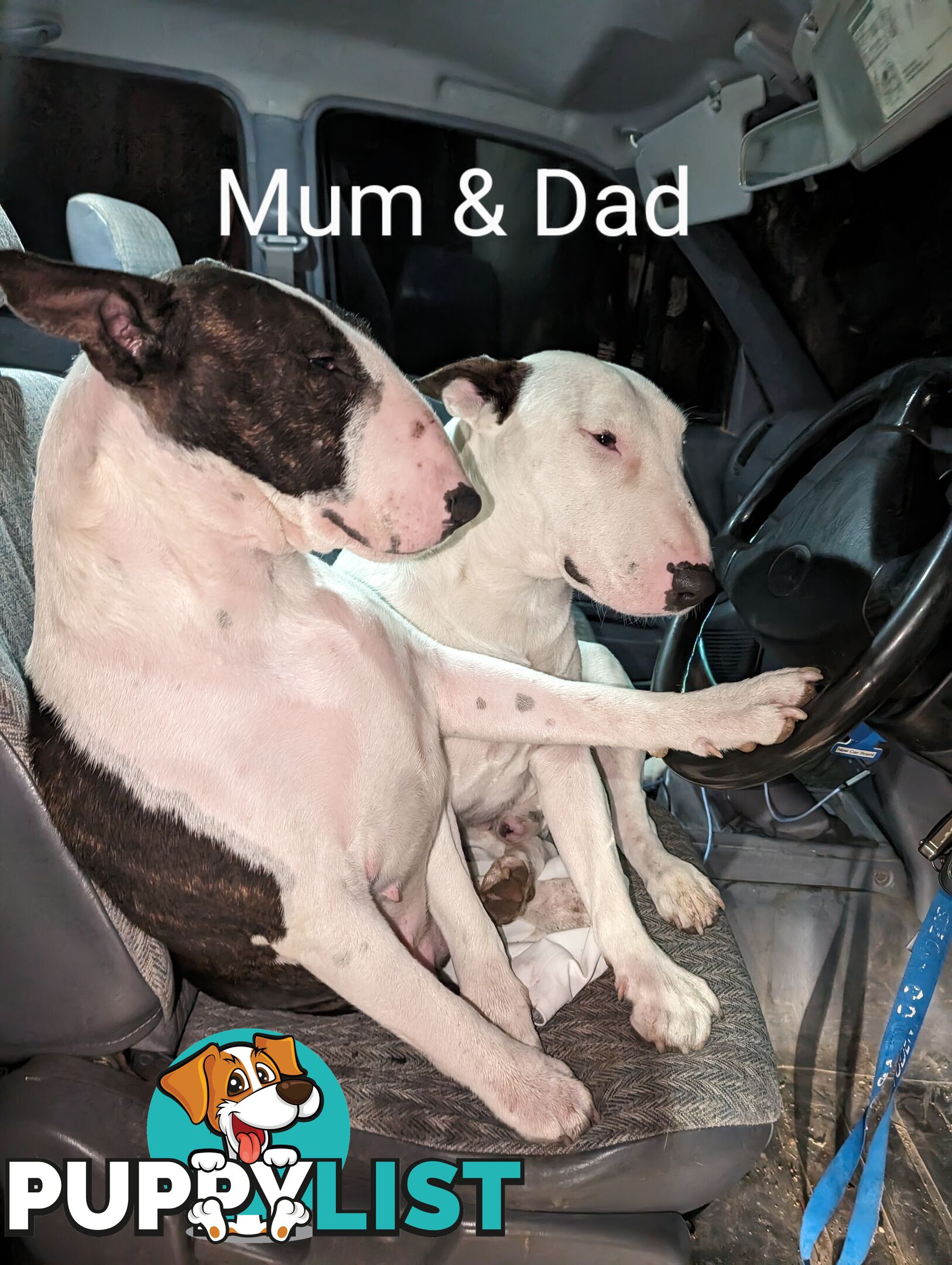 BULL TERRIER PUPS
