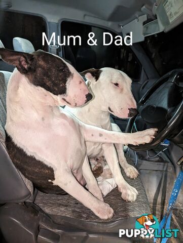BULL TERRIER PUPS
