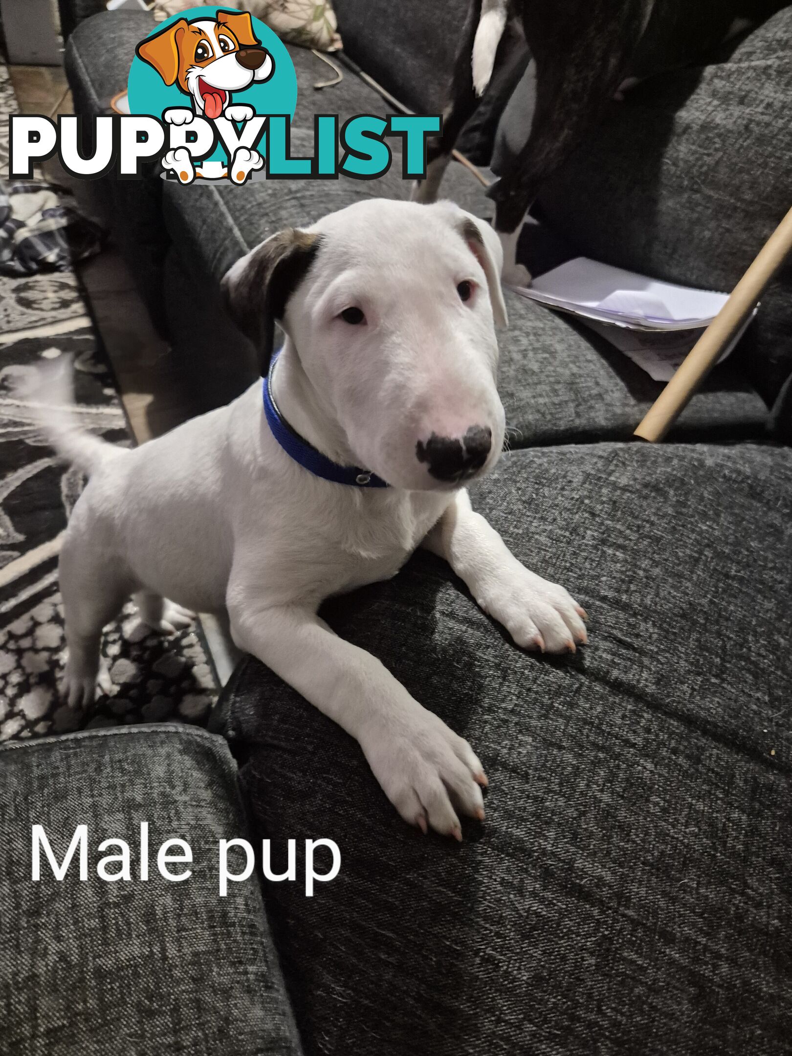 BULL TERRIER PUPS