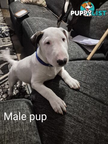 BULL TERRIER PUPS