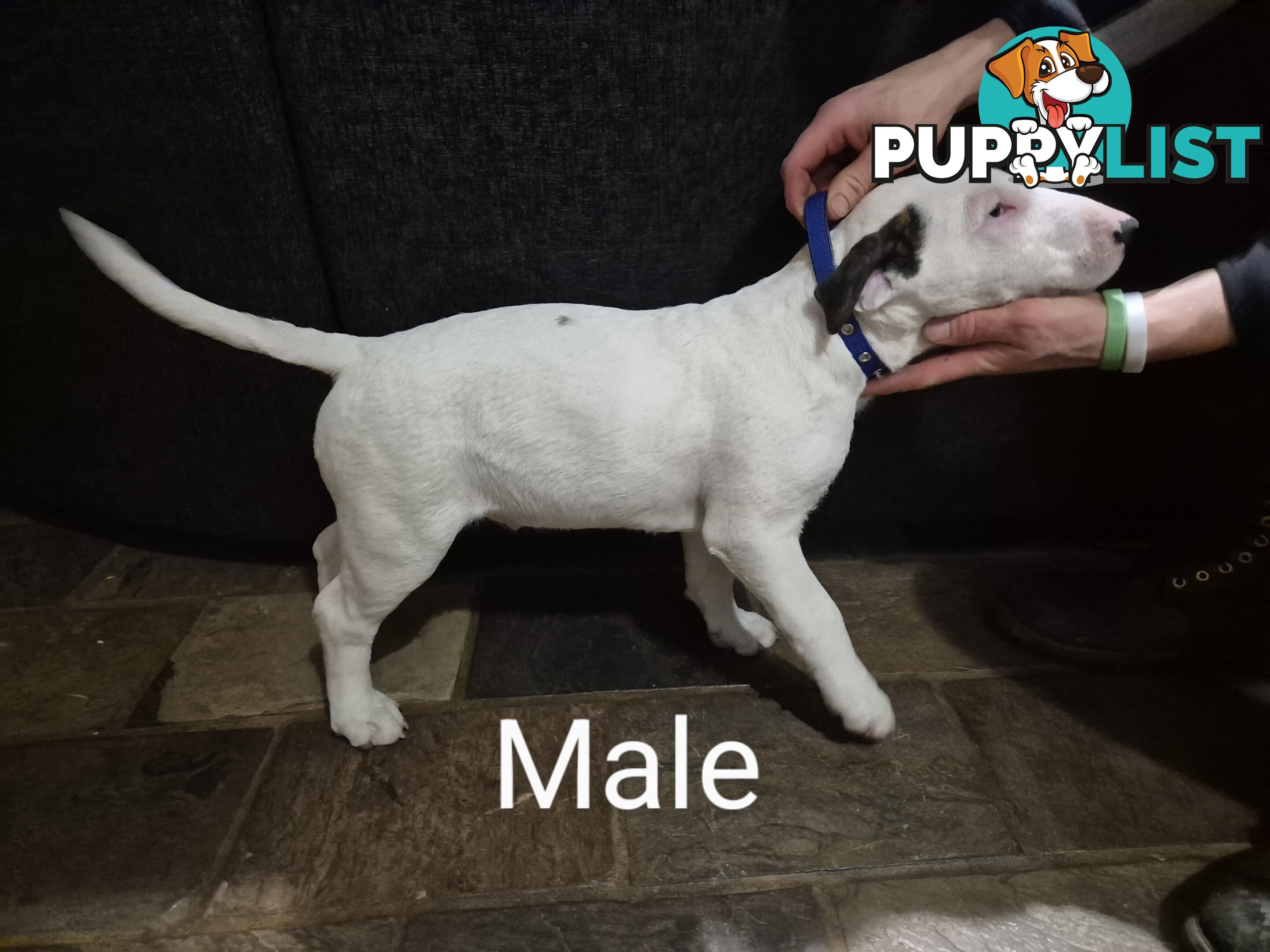 BULL TERRIER PUPS