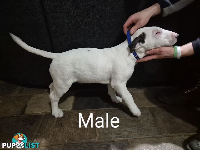 BULL TERRIER PUPS