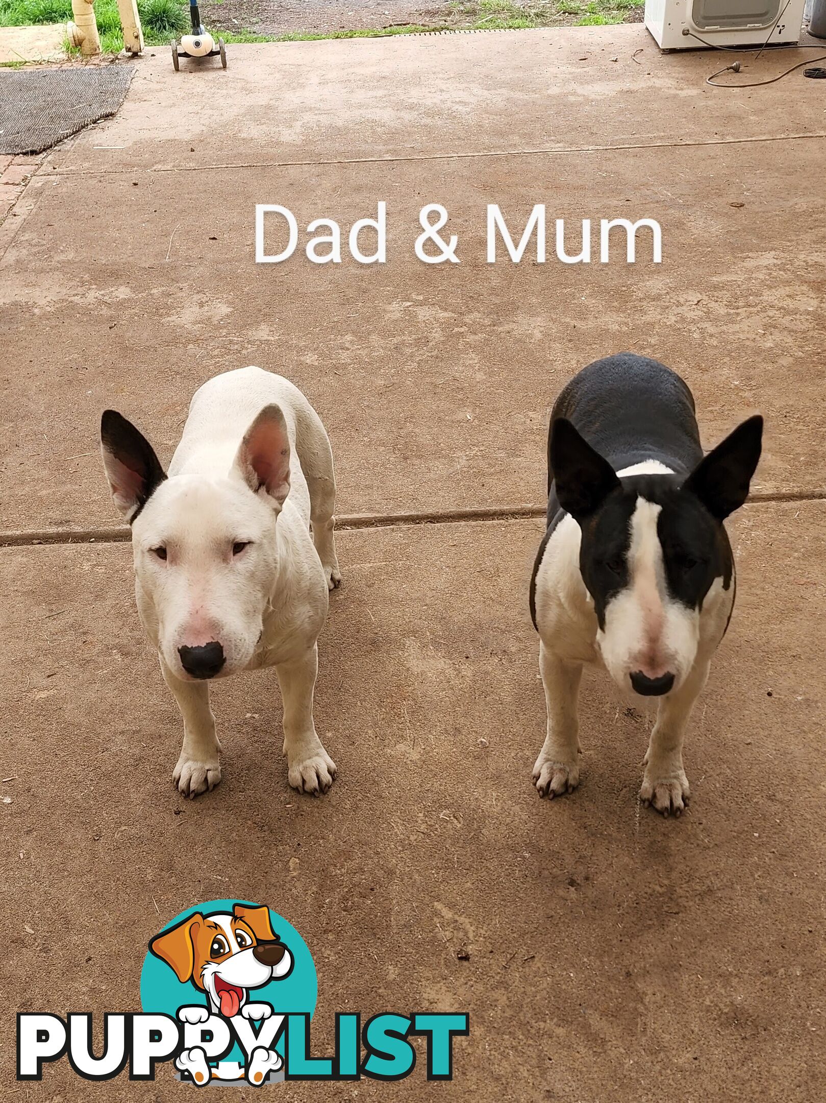 BULL TERRIER PUPS