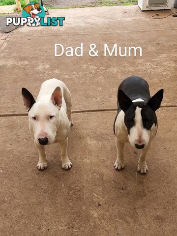 BULL TERRIER PUPS