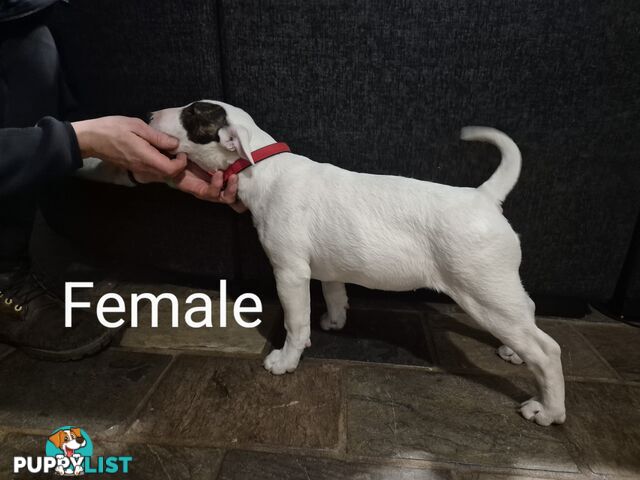 BULL TERRIER PUPS