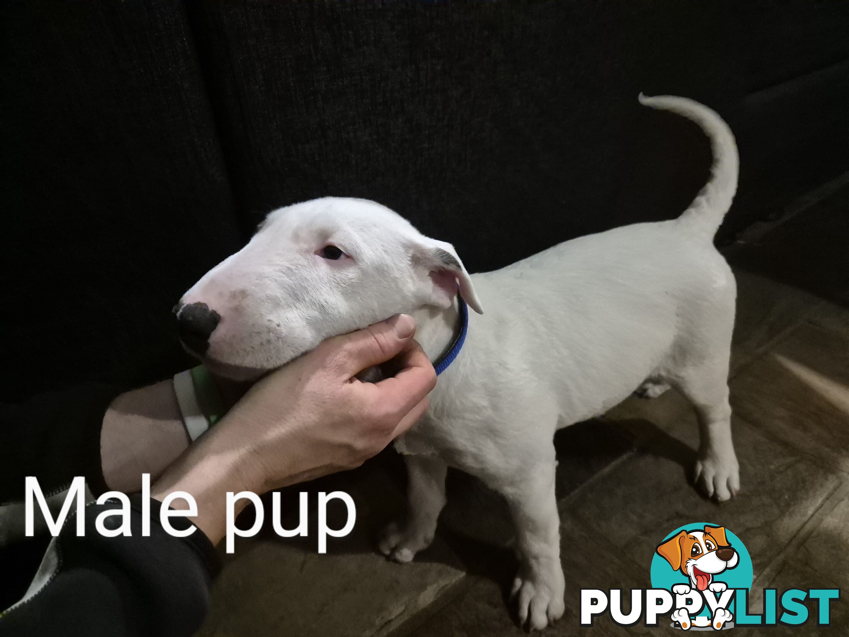 BULL TERRIER PUPS