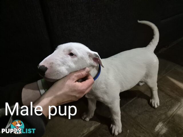 BULL TERRIER PUPS