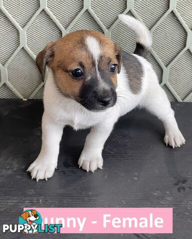 2 left! 3 Beautiful Jack Russell Puppies For Sale