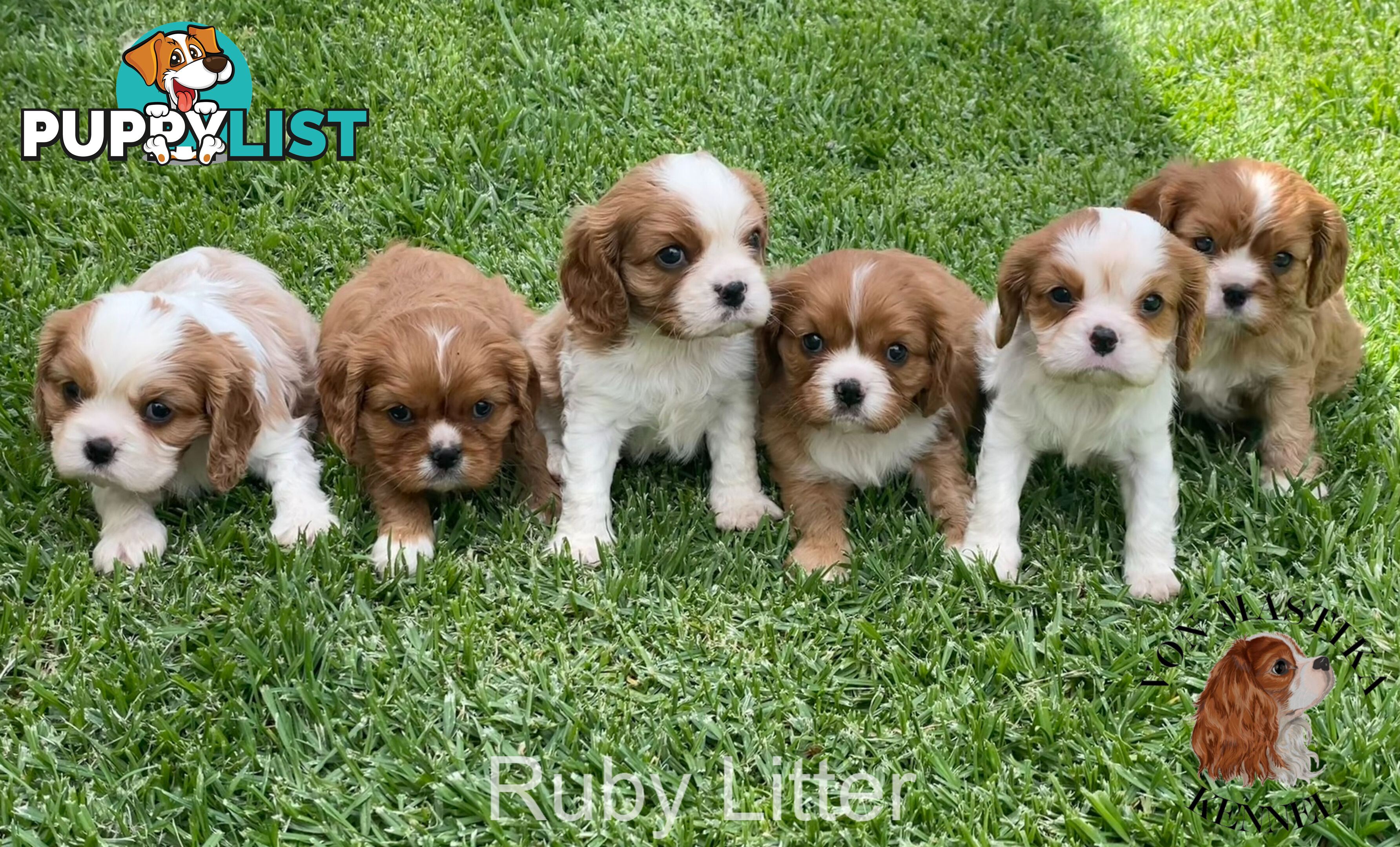 Cavalier King Charles Spaniel For Sale