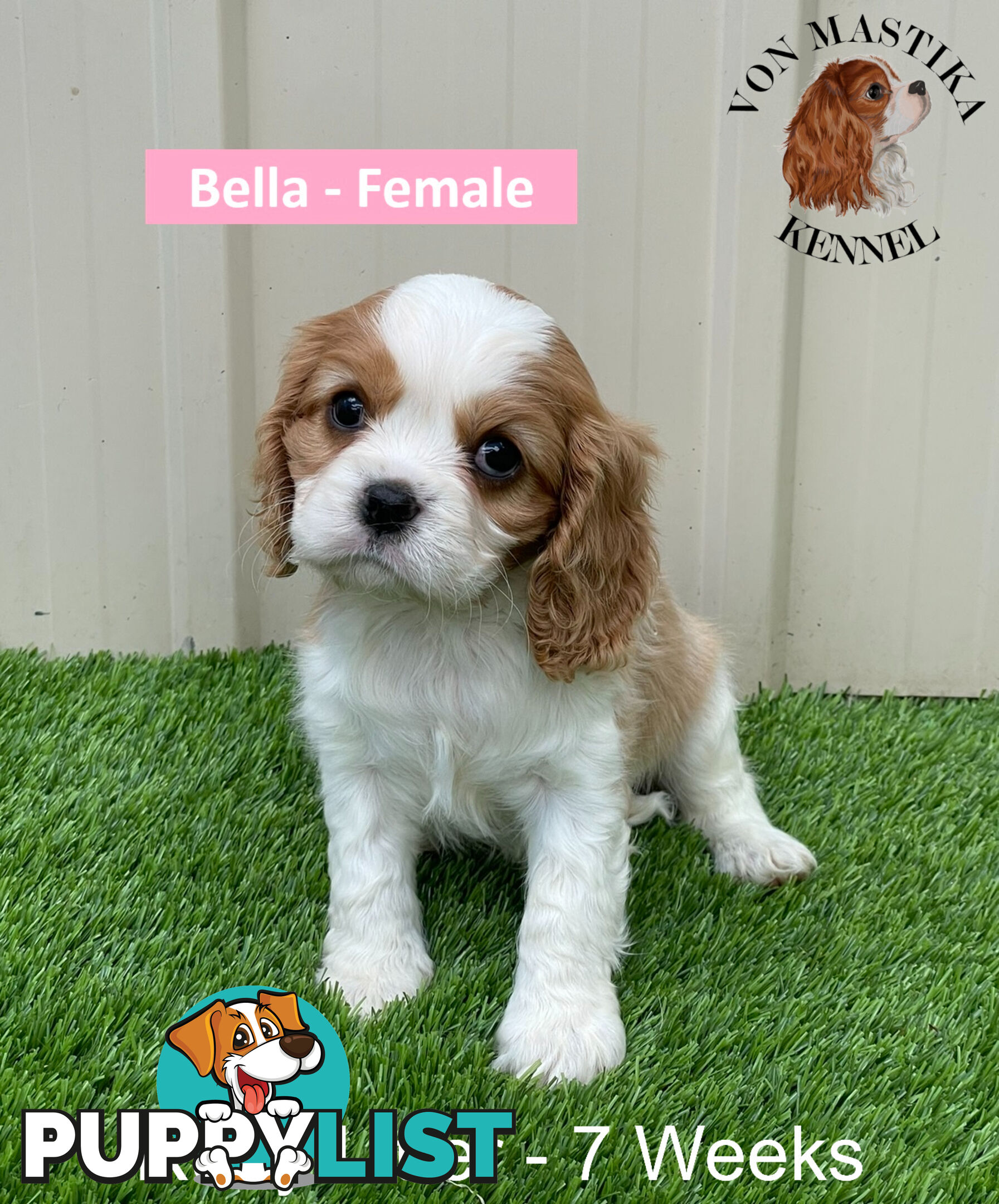 Cavalier King Charles Spaniel For Sale