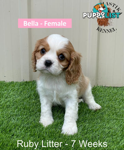 Cavalier King Charles Spaniel For Sale