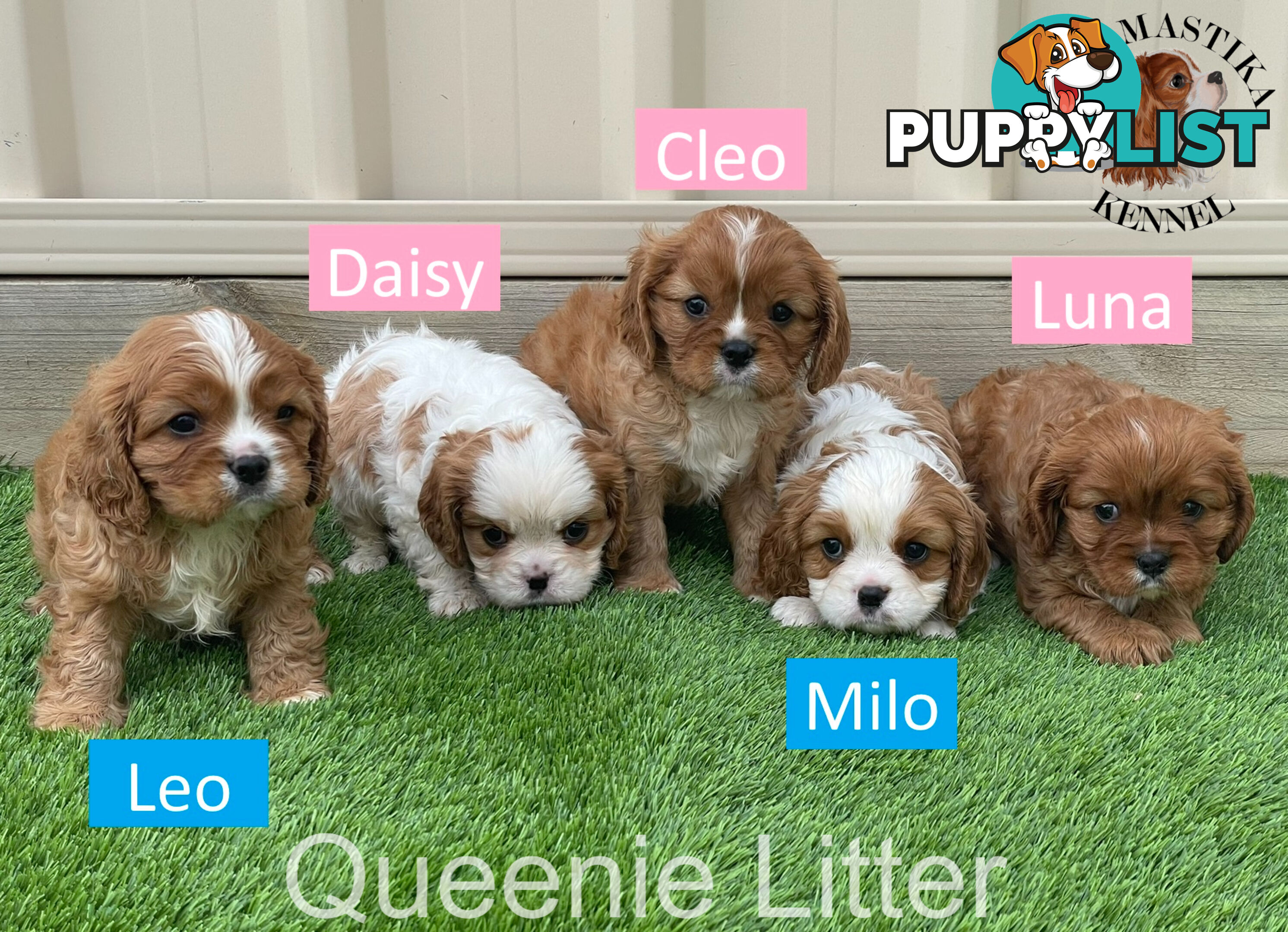 Cavalier King Charles Spaniel For Sale